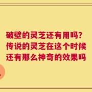 破壁的灵芝还有用吗？传说的灵芝在这个时候还有那么神奇的效果吗