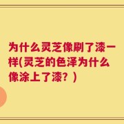 为什么灵芝像刷了漆一样(灵芝的色泽为什么像涂上了漆？)