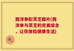 西洋参配灵芝图片(西洋参与灵芝的完美组合，让你体验健康生活)