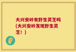 大兴安岭有野生灵芝吗(大兴安岭发现野生灵芝！)