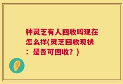 种灵芝有人回收吗现在怎么样(灵芝回收现状：是否可回收？)