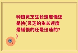 种植灵芝生长速度慢还是快(灵芝的生长速度是缓慢的还是迅速的？)