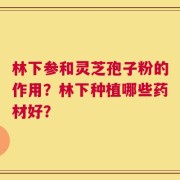 林下参和灵芝孢子粉的作用？林下种植哪些药材好？