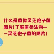 什么是菌像灵芝孢子菌图片(了解菌类生物——灵芝孢子菌的图片)