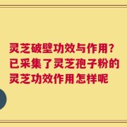 灵芝破壁功效与作用？已采集了灵芝孢子粉的灵芝功效作用怎样呢