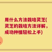 用什么方法栽培灵芝(灵芝的栽培方法详解，成功种植轻松上手)