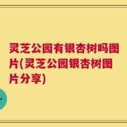 灵芝公园有银杏树吗图片(灵芝公园银杏树图片分享)