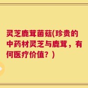 灵芝鹿茸菌菇(珍贵的中药材灵芝与鹿茸，有何医疗价值？)