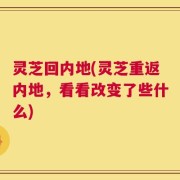 灵芝回内地(灵芝重返内地，看看改变了些什么)