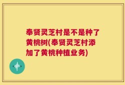 奉贤灵芝村是不是种了黄桃树(奉贤灵芝村添加了黄桃种植业务)