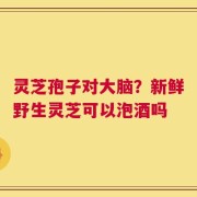 灵芝孢子对大脑？新鲜野生灵芝可以泡酒吗