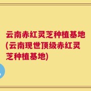云南赤红灵芝种植基地(云南现世顶级赤红灵芝种植基地)
