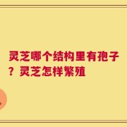 灵芝哪个结构里有孢子？灵芝怎样繁殖