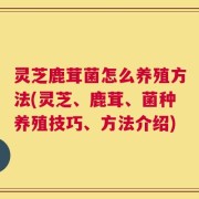灵芝鹿茸菌怎么养殖方法(灵芝、鹿茸、菌种养殖技巧、方法介绍)
