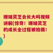 珊瑚灵芝会长大吗视频讲解(惊奇！珊瑚灵芝的成长全过程被拍摄！)