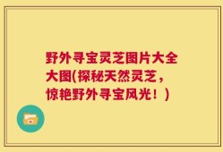 野外寻宝灵芝图片大全大图(探秘天然灵芝，惊艳野外寻宝风光！)