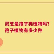 灵芝是孢子类植物吗？孢子植物有多少种
