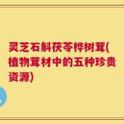 灵芝石斛茯苓桦树茸(植物茸材中的五种珍贵资源)