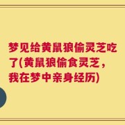 梦见给黄鼠狼偷灵芝吃了(黄鼠狼偷食灵芝，我在梦中亲身经历)