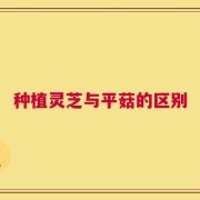 种植灵芝与平菇的区别