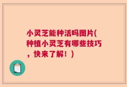小灵芝能种活吗图片(种植小灵芝有哪些技巧，快来了解！)