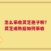怎么采收灵芝孢子粉？灵芝成熟后如何采收