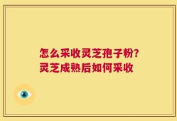 怎么采收灵芝孢子粉？灵芝成熟后如何采收