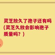 灵芝放久了孢子还有吗(灵芝久放会影响孢子质量吗？)