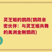 灵芝姐的鹦鹉(鹦鹉亲密伙伴：与灵芝姐共舞的美洲金刚鹦鹉)