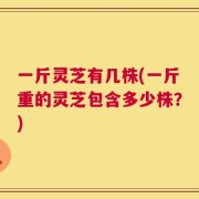 一斤灵芝有几株(一斤重的灵芝包含多少株？)