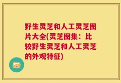 野生灵芝和人工灵芝图片大全(灵芝图集：比较野生灵芝和人工灵芝的外观特征)
