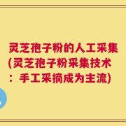 灵芝孢子粉的人工采集(灵芝孢子粉采集技术：手工采摘成为主流)
