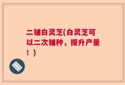 二铺白灵芝(白灵芝可以二次铺种，提升产量！)