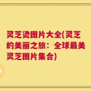 灵芝烫图片大全(灵芝的美丽之旅：全球最美灵芝图片集合)