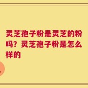 灵芝孢子粉是灵芝的粉吗？灵芝孢子粉是怎么样的