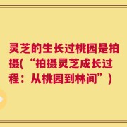 灵芝的生长过桃园是拍摄(“拍摄灵芝成长过程：从桃园到林间”)