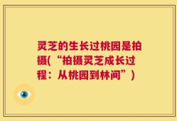 灵芝的生长过桃园是拍摄(“拍摄灵芝成长过程：从桃园到林间”)