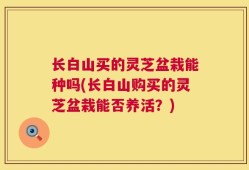 长白山买的灵芝盆栽能种吗(长白山购买的灵芝盆栽能否养活？)