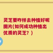 灵芝要咋样去种植好呢图片(如何成功种植出优质的灵芝？)