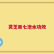 灵芝田七泡水功效