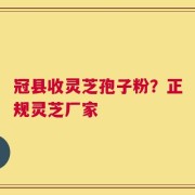 冠县收灵芝孢子粉？正规灵芝厂家