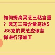 如何提高灵芝三萜含量？灵芝三萜含量高达5.66克的灵芝应该怎样进行深加工