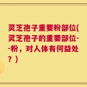 灵芝孢子重要粉部位(灵芝孢子的重要部位--粉，对人体有何益处？)