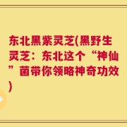 东北黑紫灵芝(黑野生灵芝：东北这个“神仙”菌带你领略神奇功效)