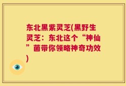 东北黑紫灵芝(黑野生灵芝：东北这个“神仙”菌带你领略神奇功效)