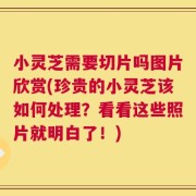 小灵芝需要切片吗图片欣赏(珍贵的小灵芝该如何处理？看看这些照片就明白了！)