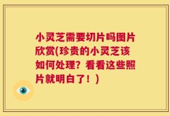 小灵芝需要切片吗图片欣赏(珍贵的小灵芝该如何处理？看看这些照片就明白了！)