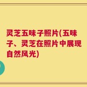 灵芝五味子照片(五味子、灵芝在照片中展现自然风光)