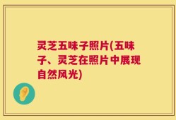 灵芝五味子照片(五味子、灵芝在照片中展现自然风光)
