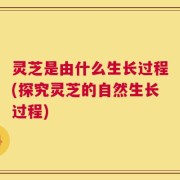 灵芝是由什么生长过程(探究灵芝的自然生长过程)